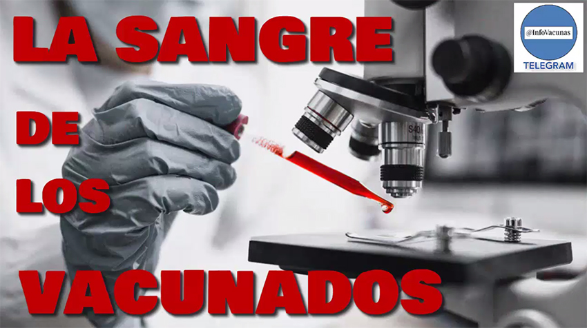 Que hay en la sangre de los vacunados con las sustancias experimentales covi19?